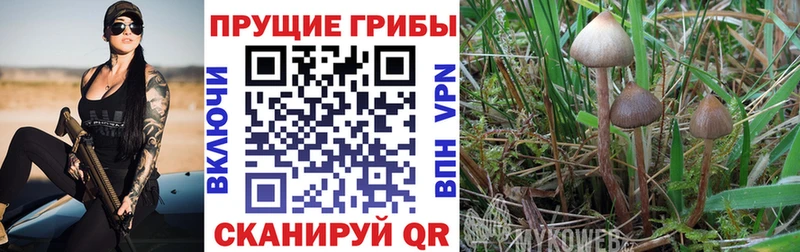 Галлюциногенные грибы GOLDEN TEACHER  Данилов 